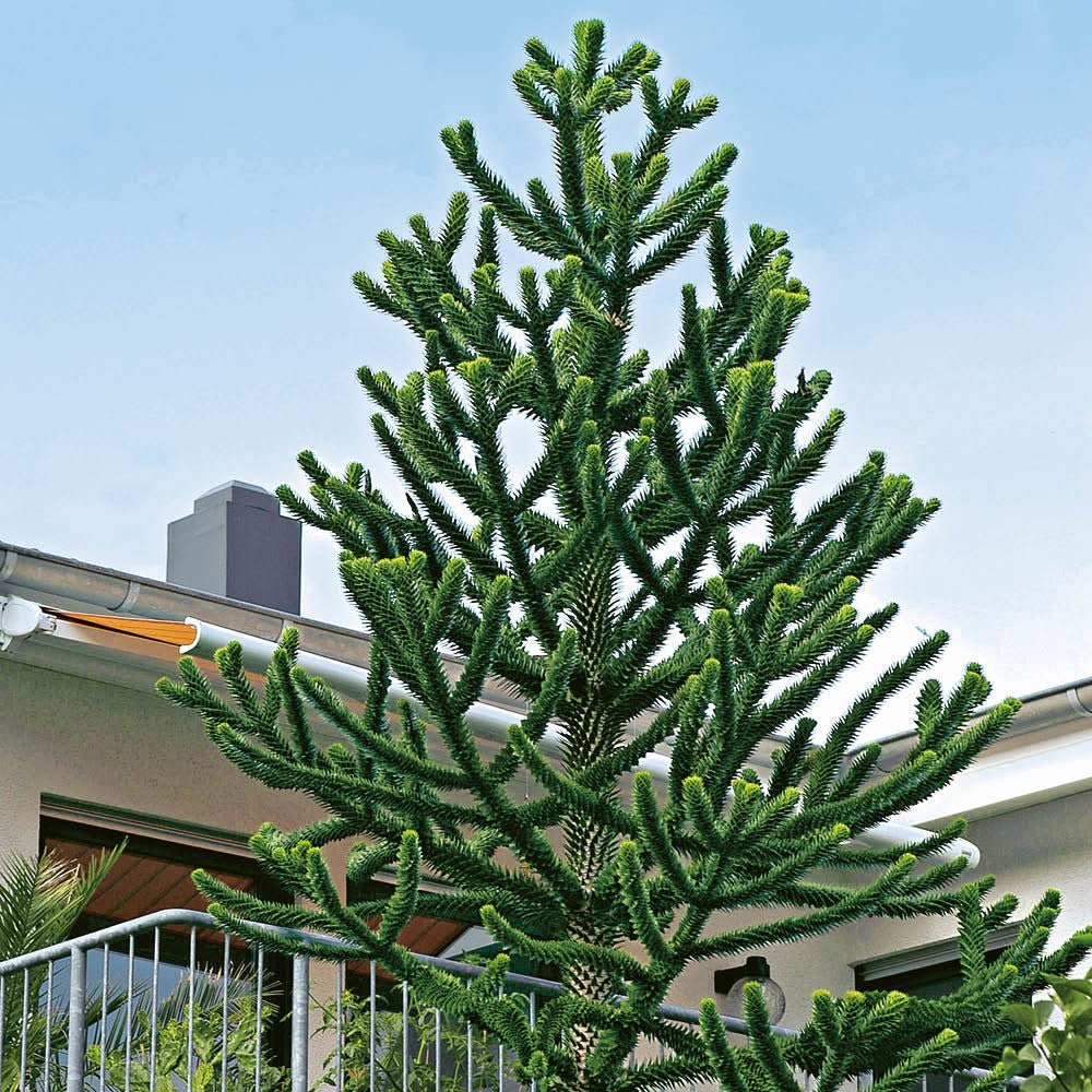 Pin Chilian (Araucaria Araucana)