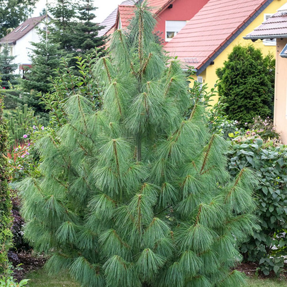 Pin de Himalaya (Pinus Wallichiana), cu ace moi verzi si lungi
