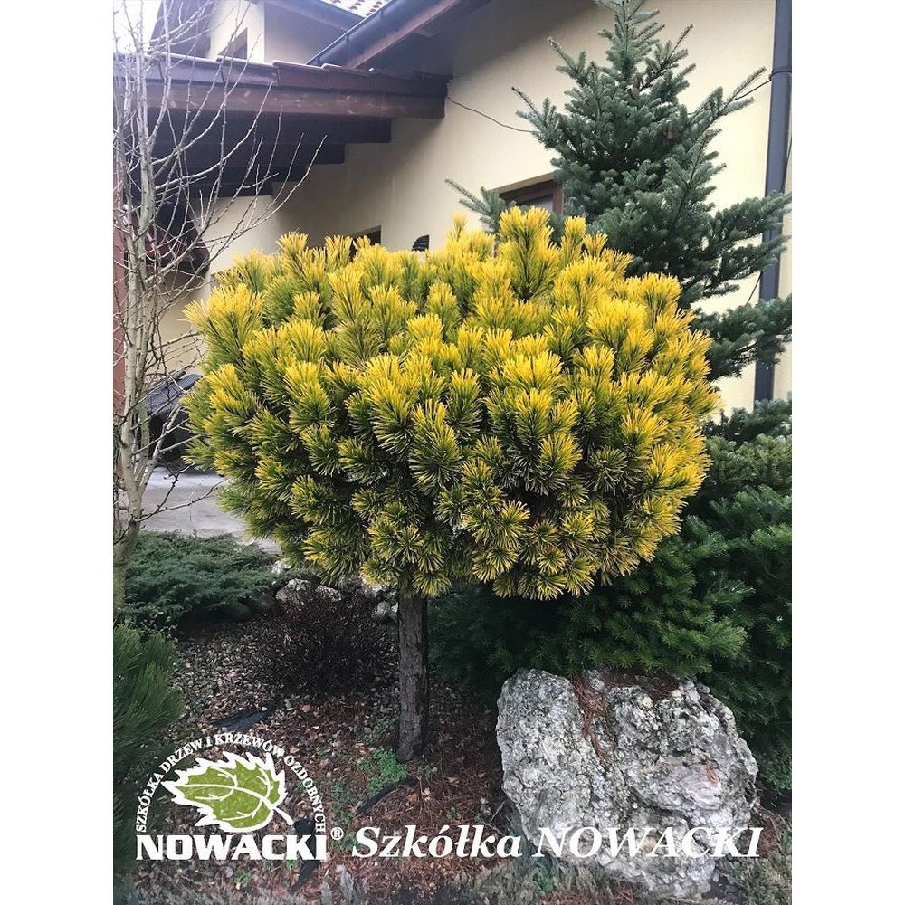 Pin de Munte auriu (Jneapan) Winter Gold - Tip copac