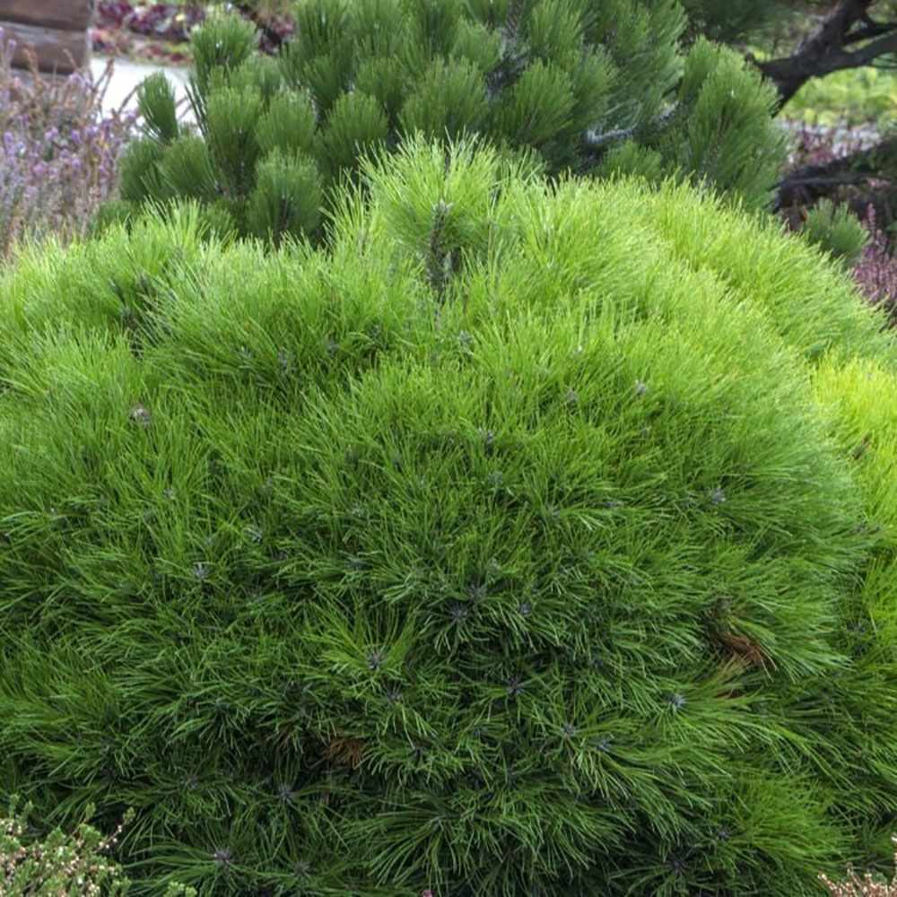 Pin de Munte Globular (Jneapan) Varella, cu ace verzi-inchis si forma sferica