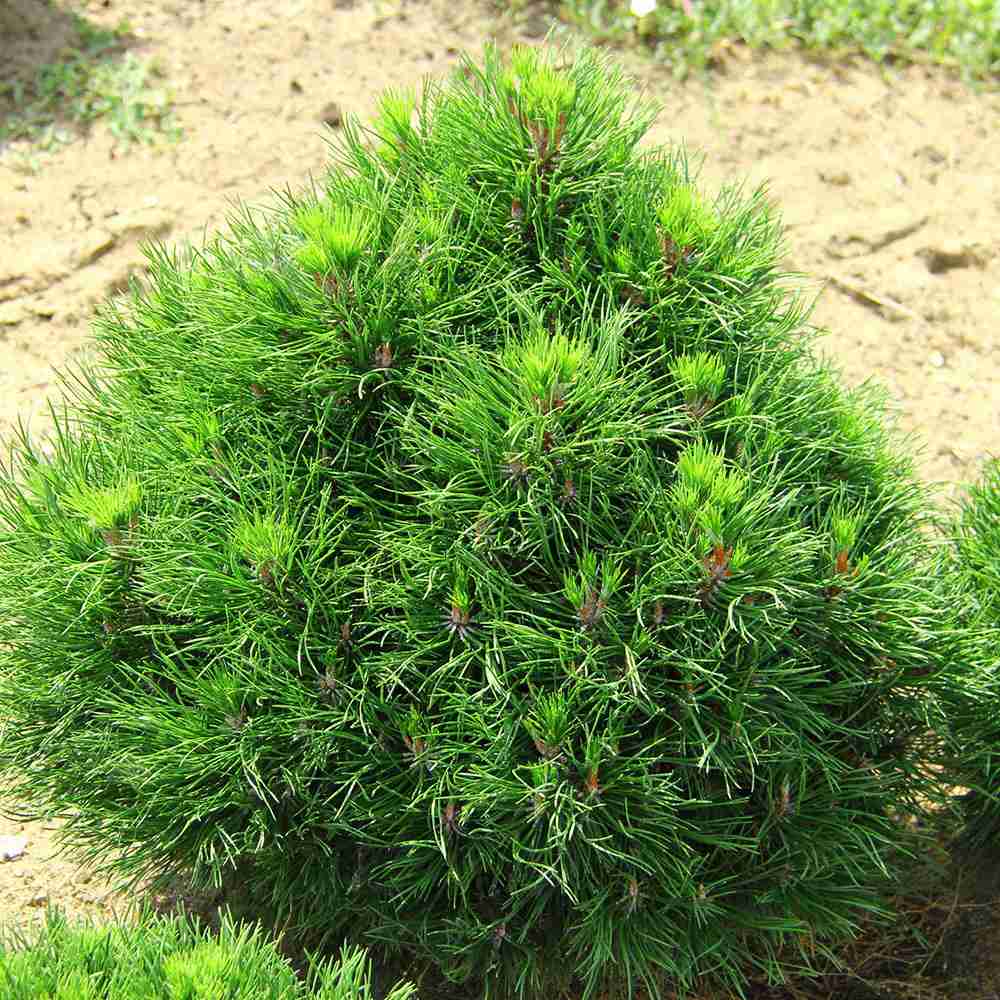 Pin de Munte Globular (Jneapan) Varella, cu ace verzi-inchis si forma sferica