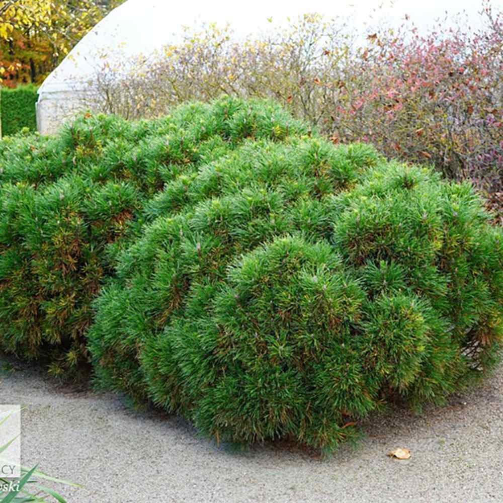 Pin de Munte Globular (Jneapan) Varella, cu ace verzi-inchis si forma sferica