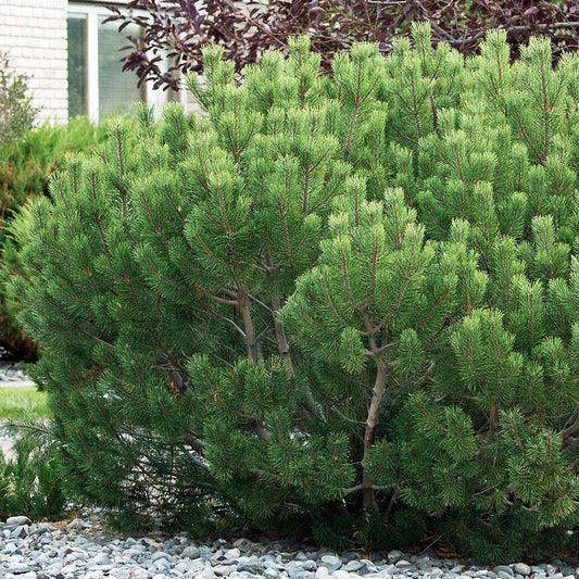 Pin pitic de Munte (Jneapan) Gnom, cu ace verzi