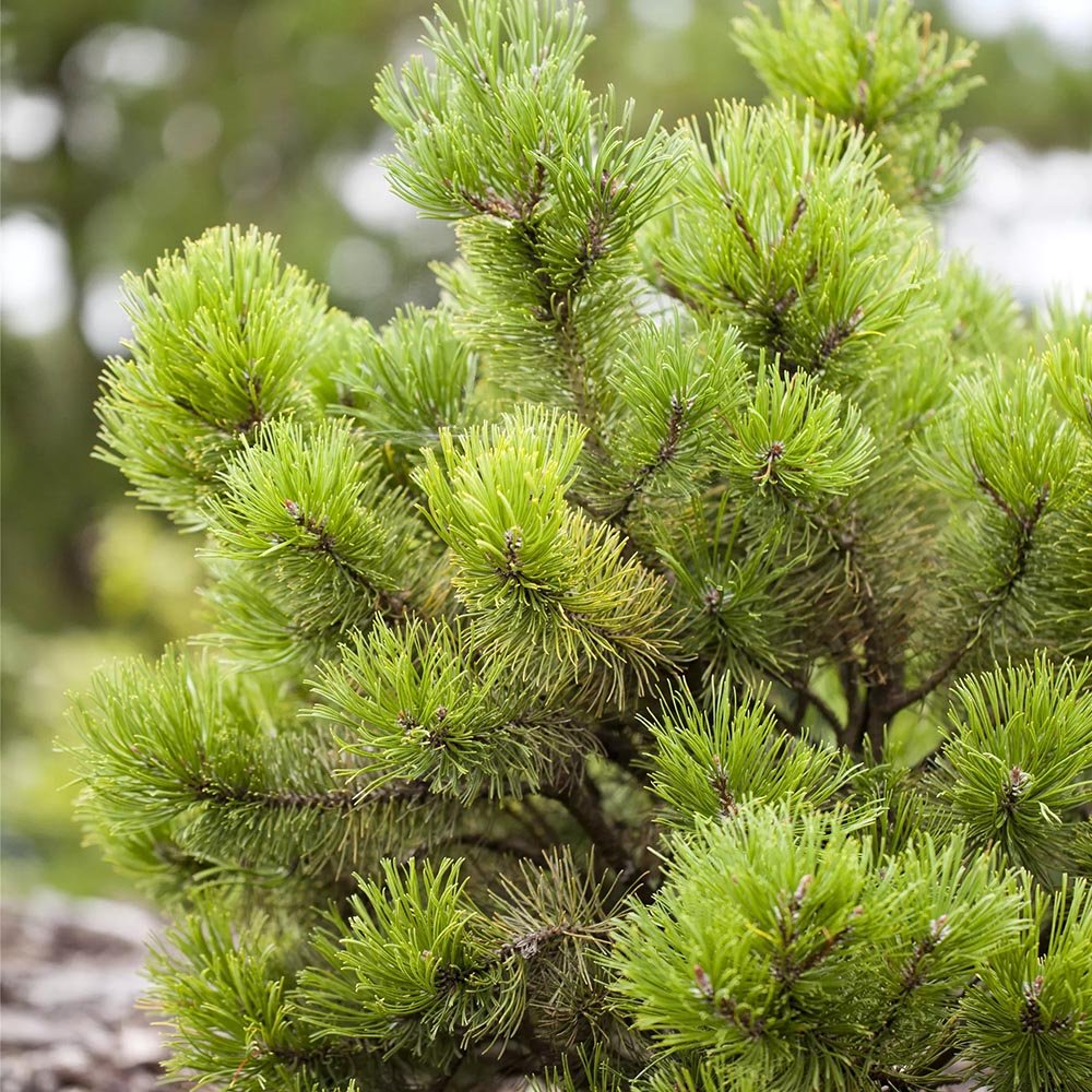 Pin pitic de Munte (Jneapan) Gnom, cu ace verzi