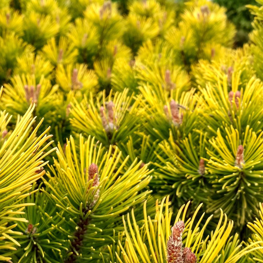 Pin de Munte (Jneapan) Carstens Wintergold