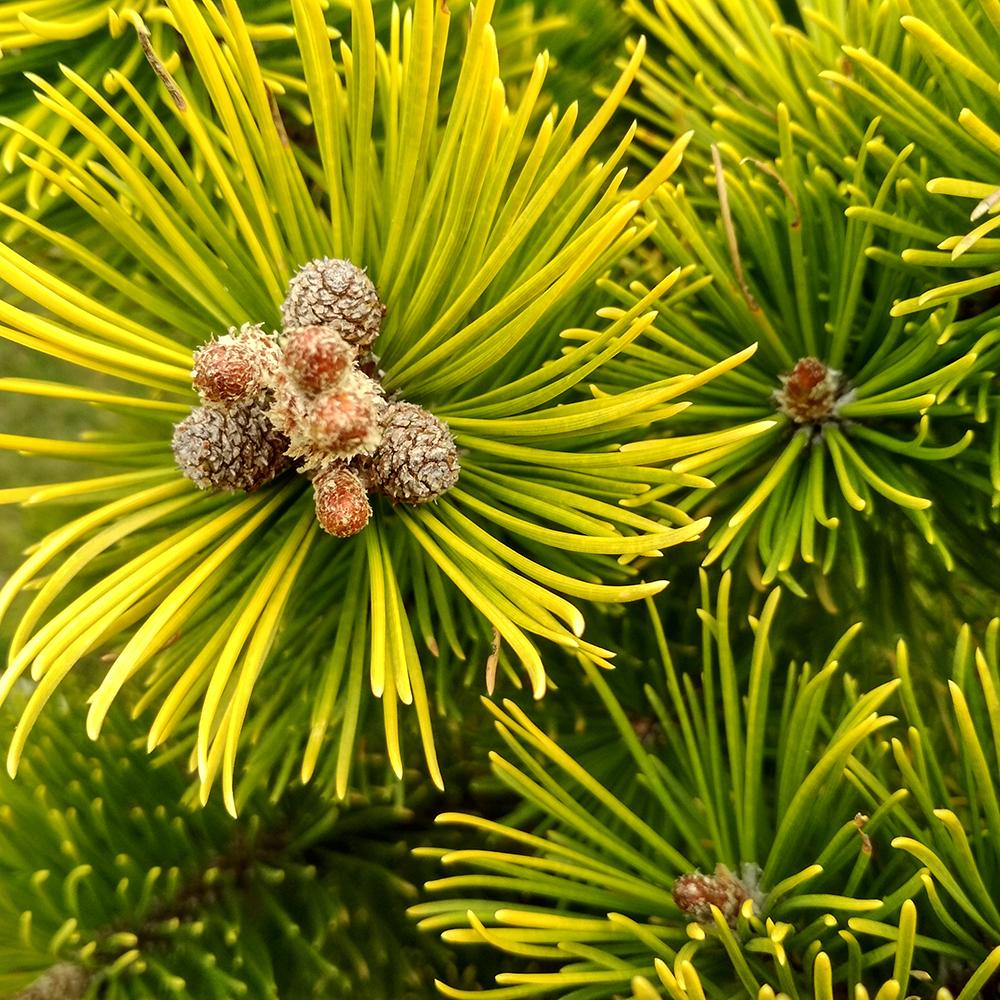 Pin de Munte (Jneapan) Carstens Wintergold