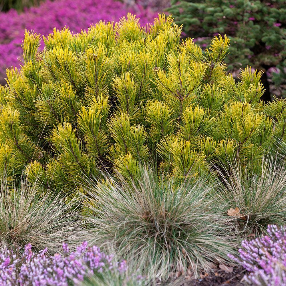 Pin de Munte (Jneapan) Carstens Wintergold