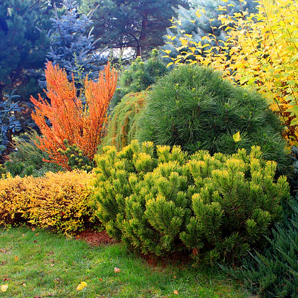 Pin de Munte (Jneapan) Carstens Wintergold