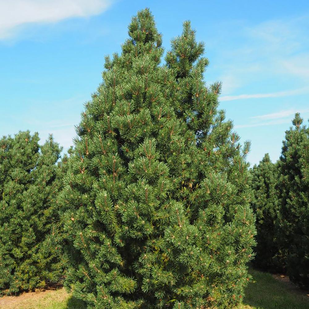 Pin de Munte (Jneapan) Columnaris