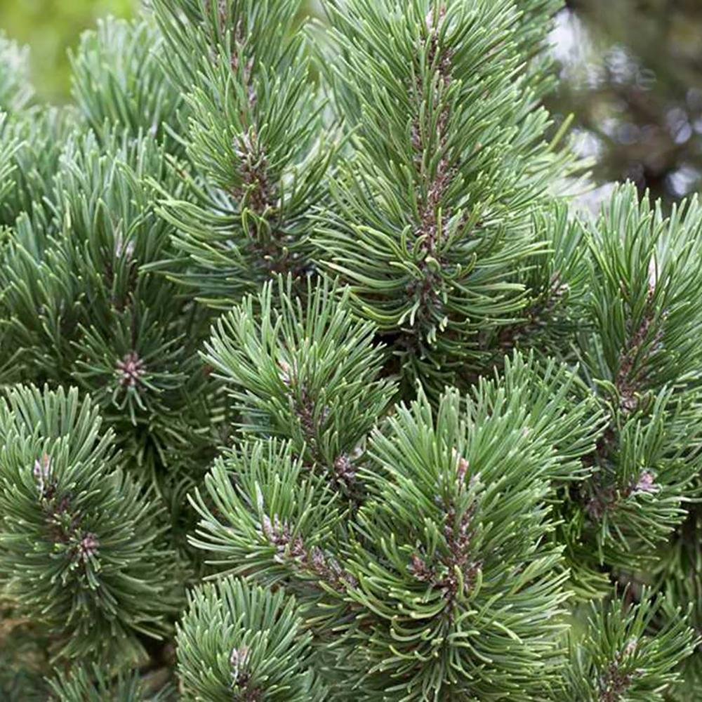 Pin de Munte (Jneapan) Columnaris