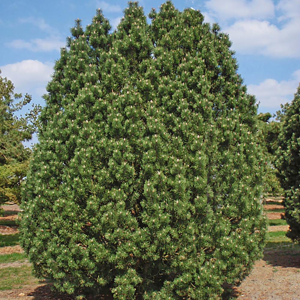 Pin de Munte (Jneapan) Columnaris