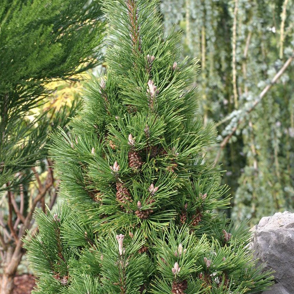 Pin de Munte (Jneapan) Columnaris