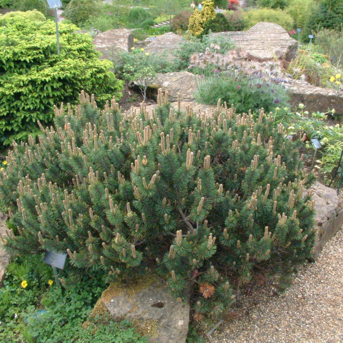 Pin de Munte (Jneapan) Humpy