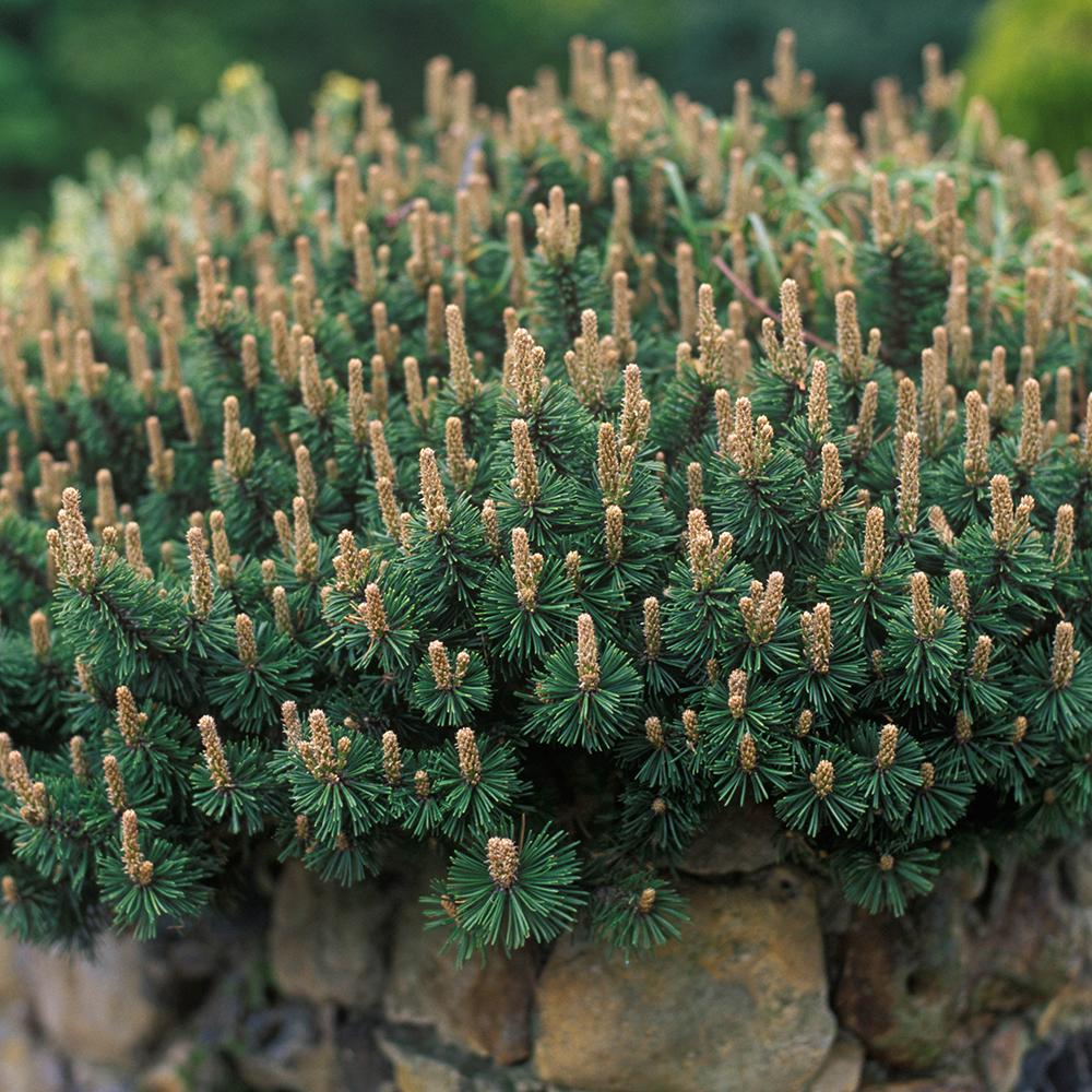 Pin de Munte (Jneapan) Humpy