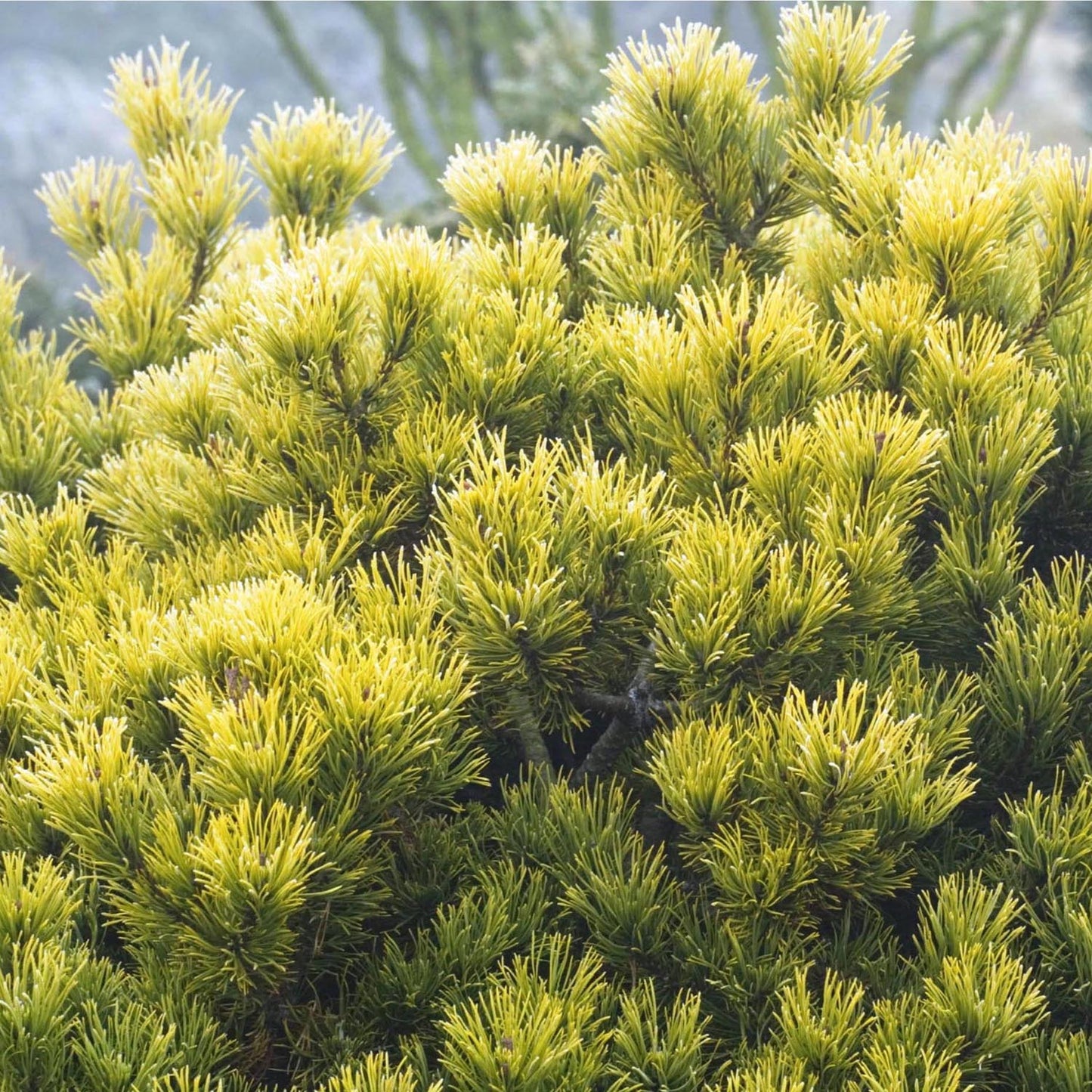 Pin de Munte (Jneapan) Carstens Wintergold