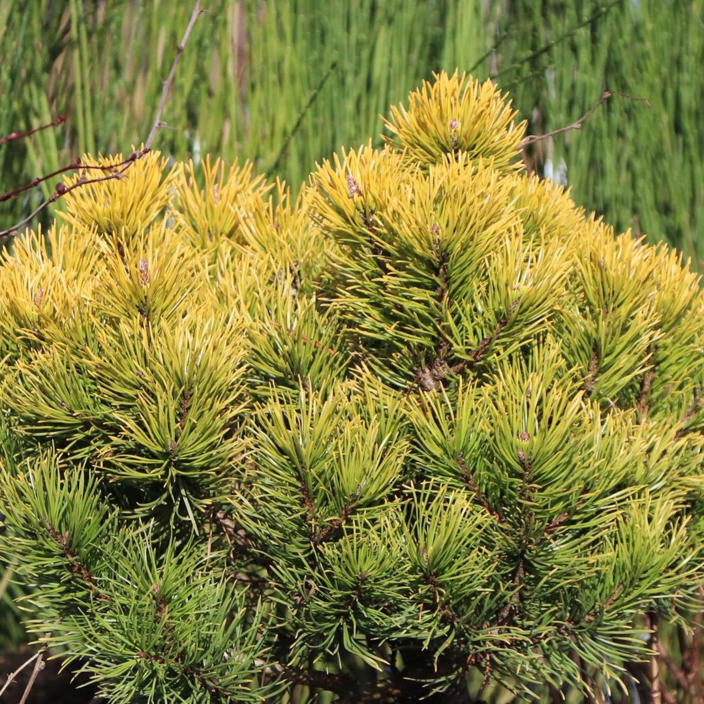 Pin de Munte (Jneapan) Carstens Wintergold