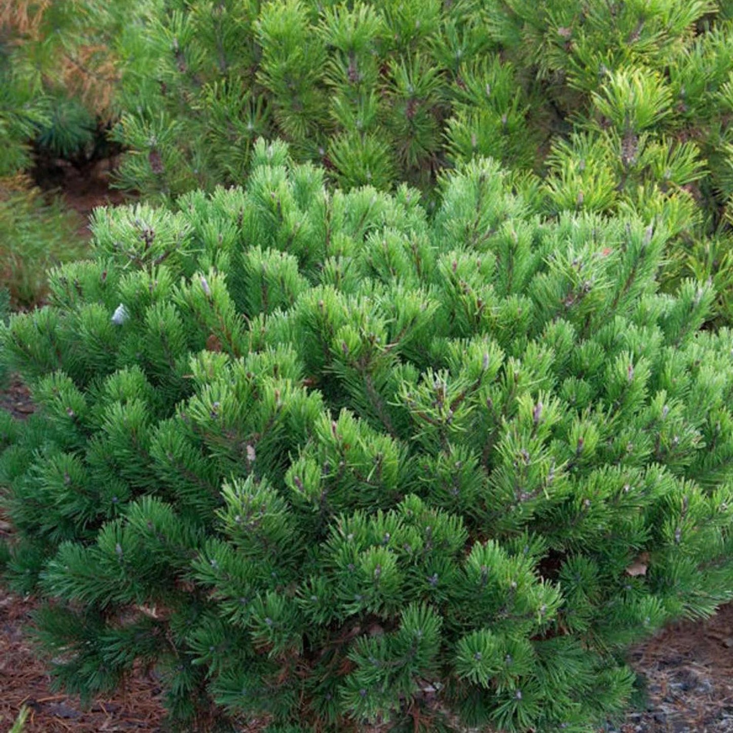 Pin de Munte (Jneapan) Klostergrun