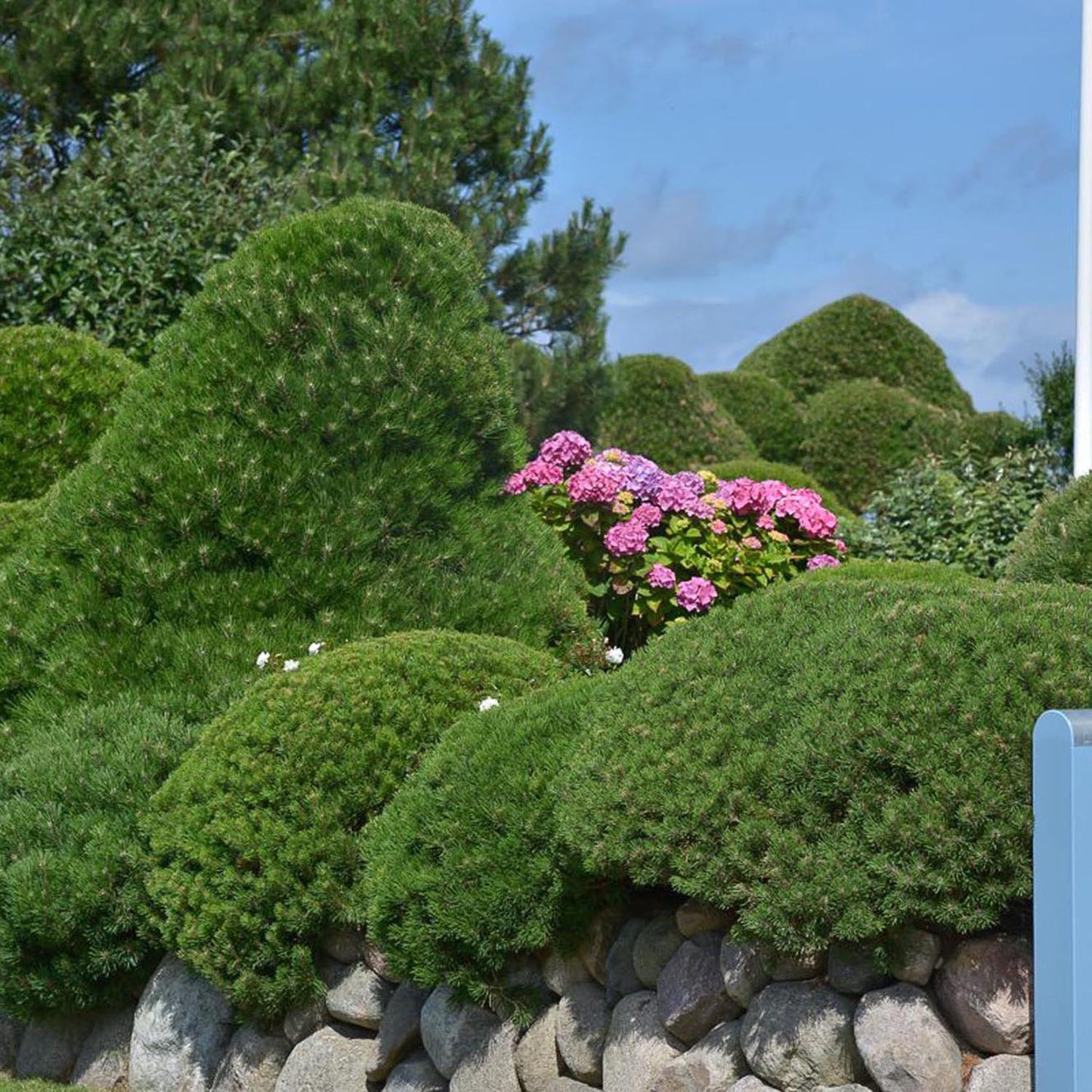 Pin de Munte (Jneapan) Mops, cu ace verzi si forma compacta