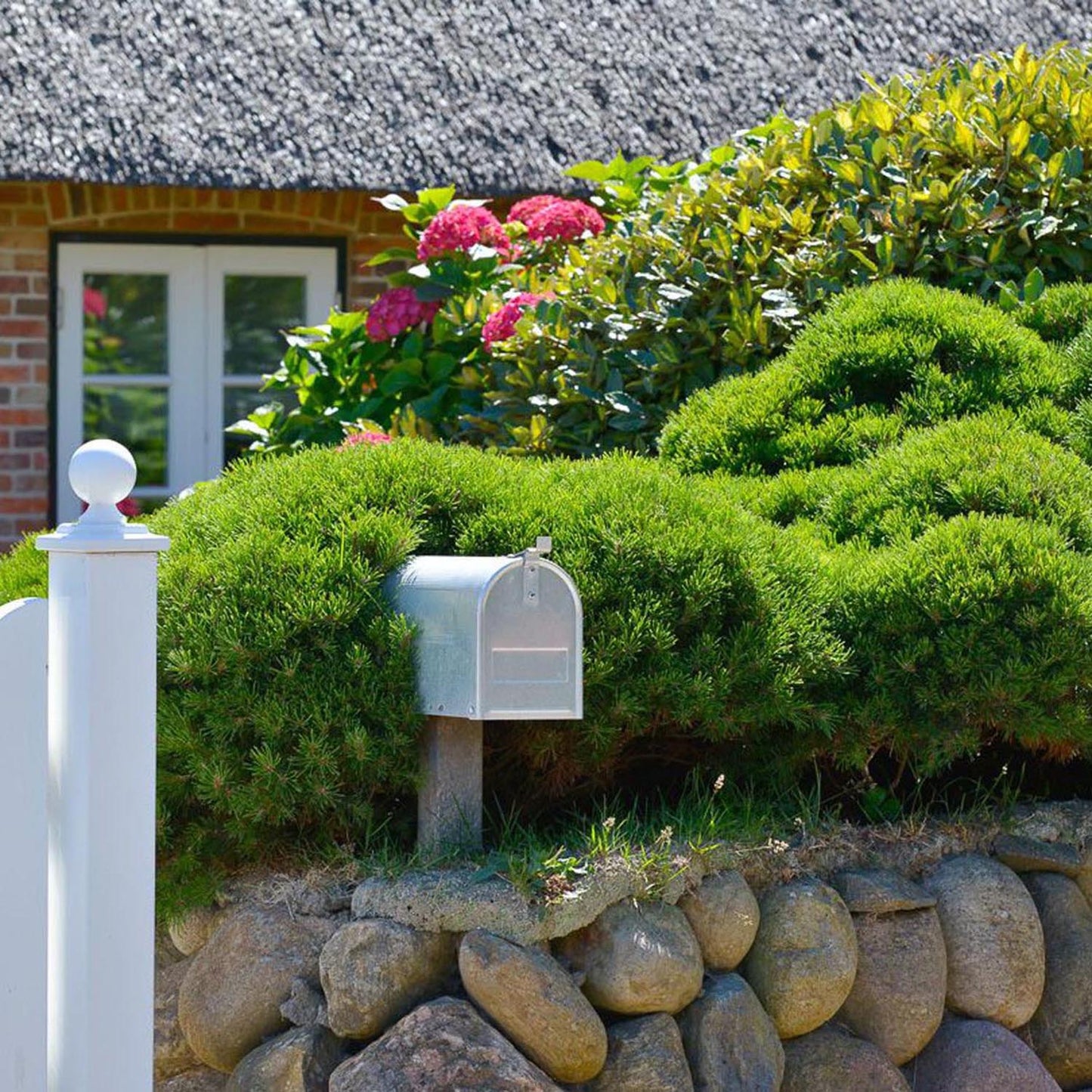 Pin de Munte (Jneapan) Mops, cu ace verzi si forma compacta