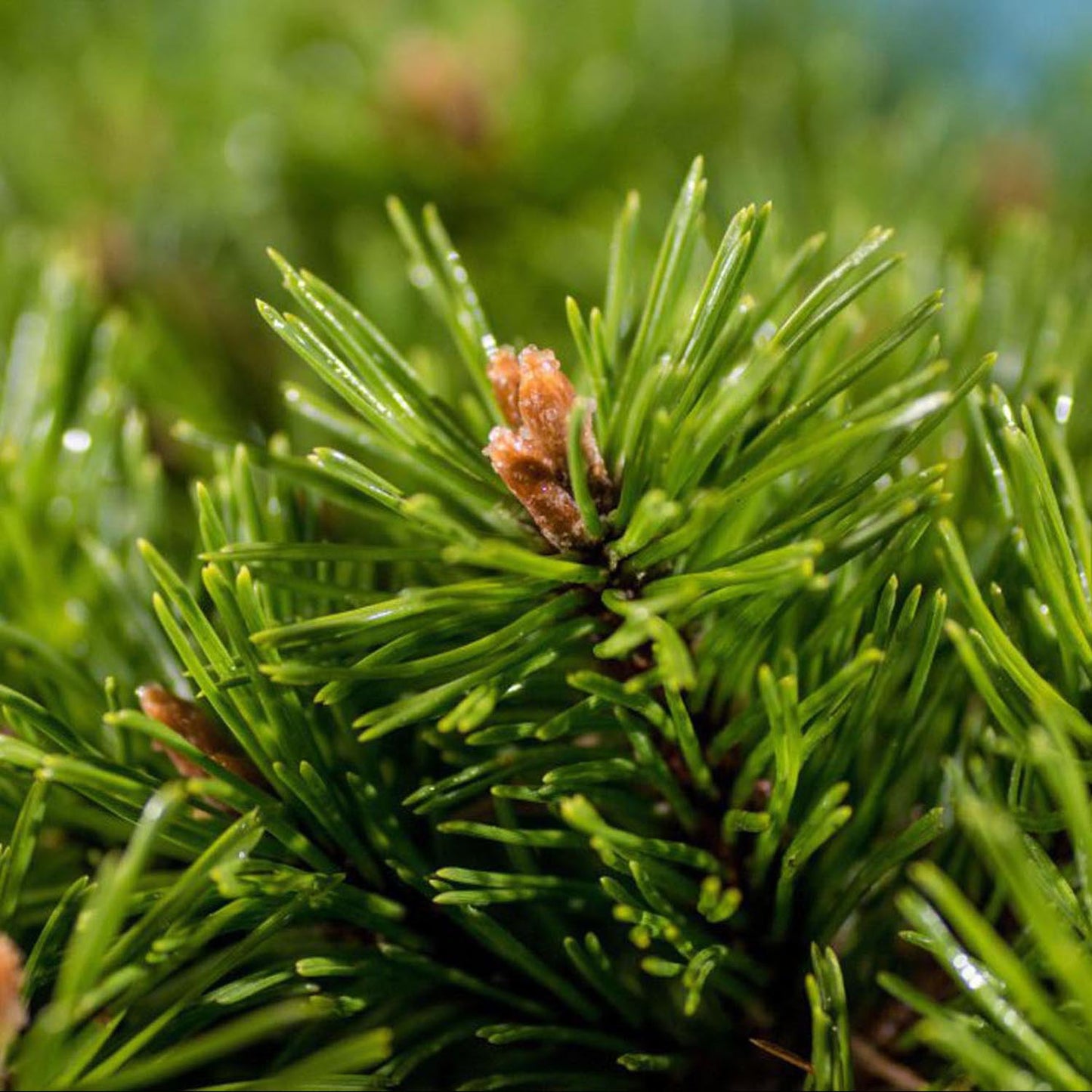 Pin de Munte (Jneapan) Mops, cu ace verzi si forma compacta