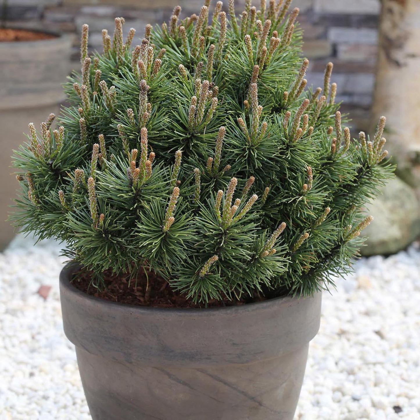 Pin de Munte (Jneapan) Mops, cu ace verzi si forma compacta