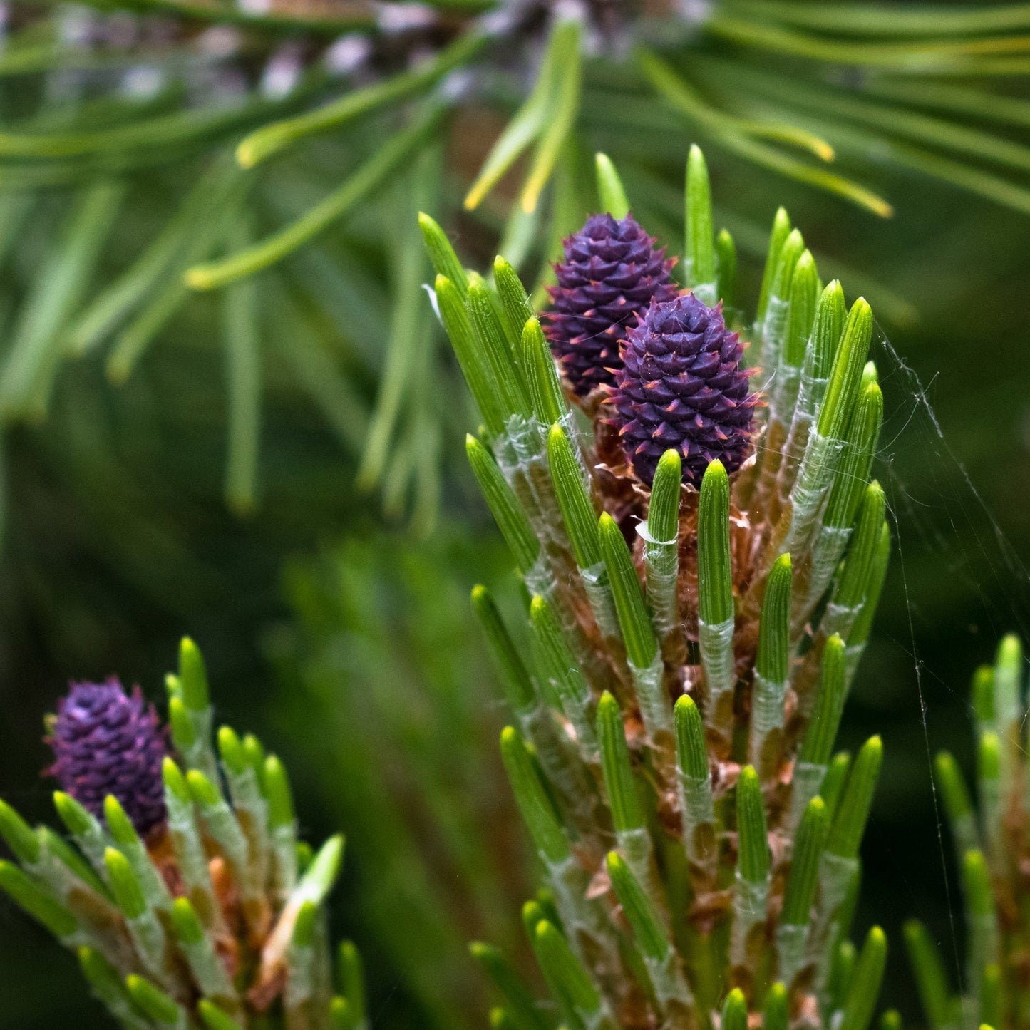 Pin de Munte (Jneapan) Mughus, cu ace verzi si firma rotunda