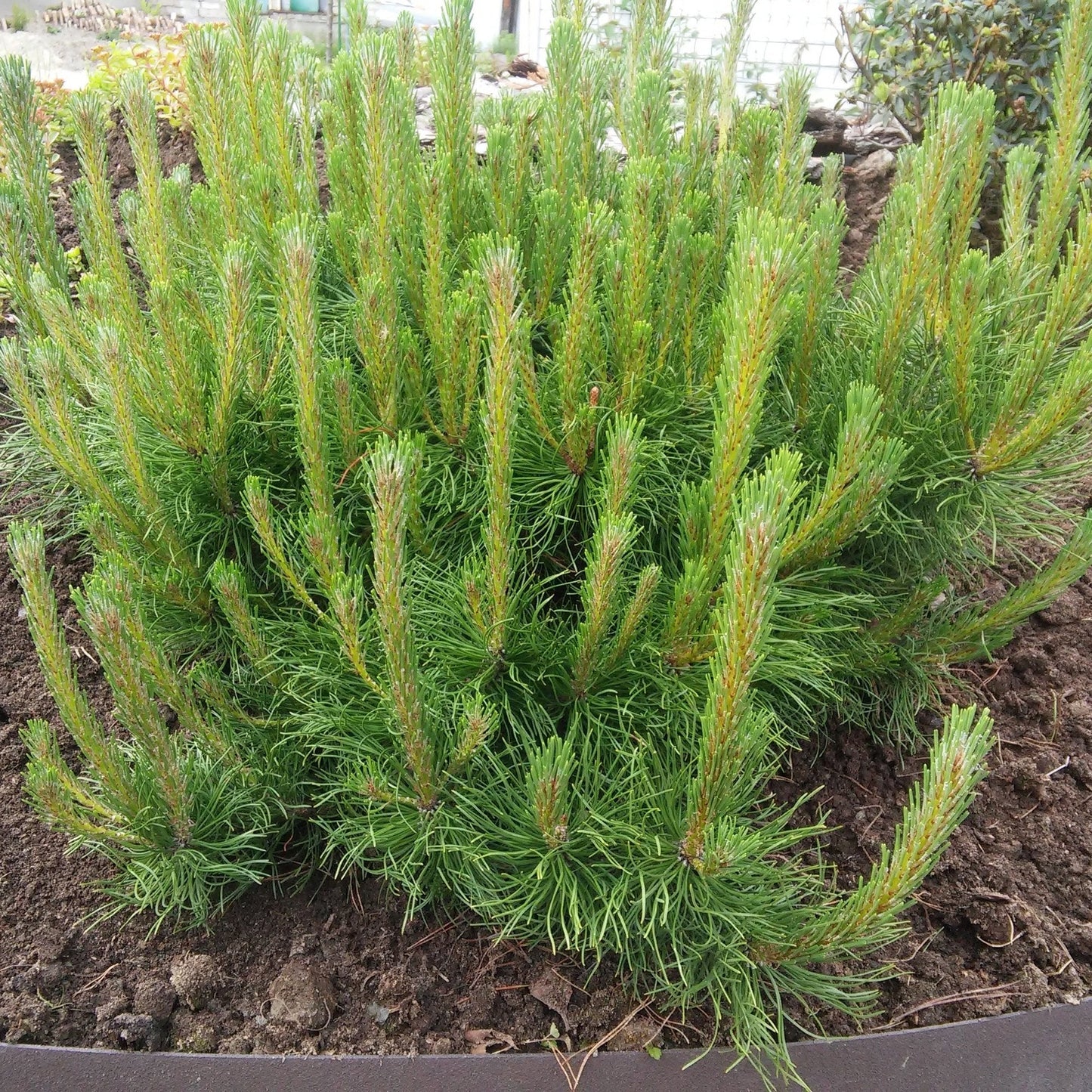 Pin de Munte (Jneapan) Mughus, cu ace verzi si firma rotunda