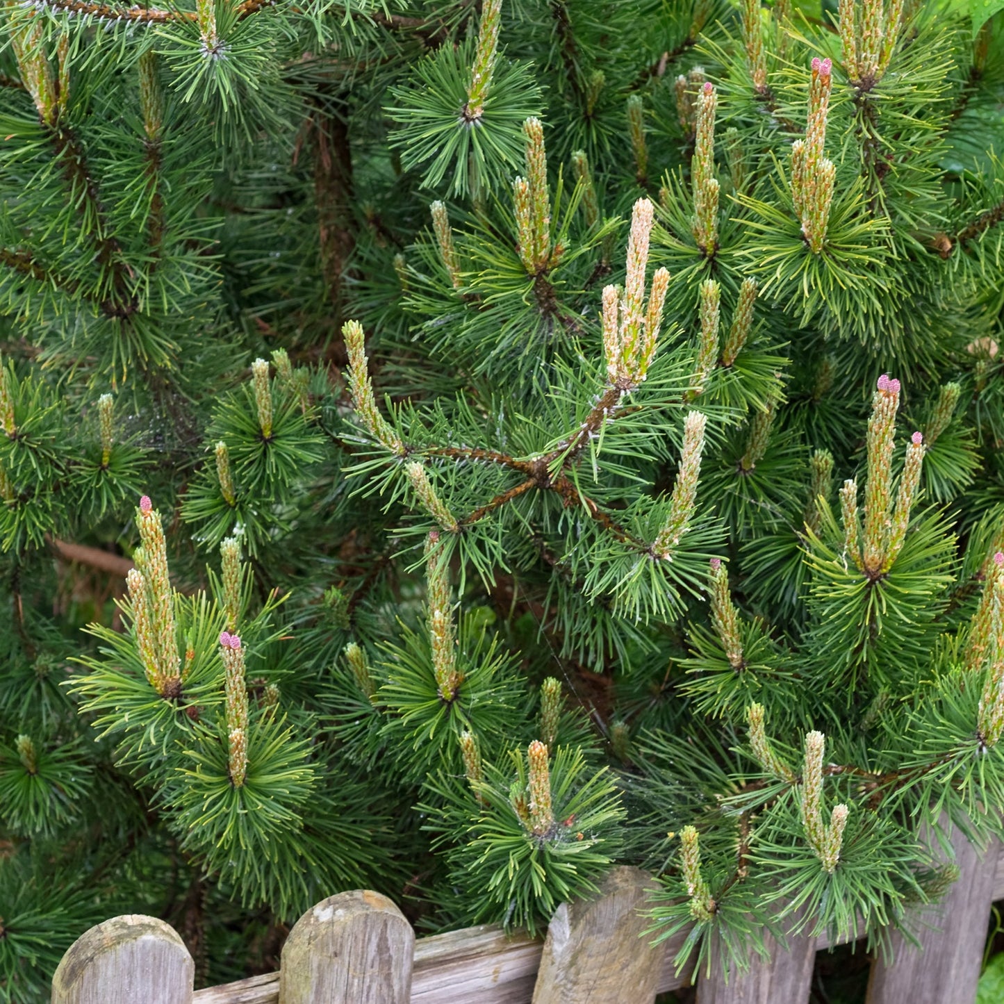 Pin de Munte (Jneapan) Mughus, cu ace verzi si firma rotunda