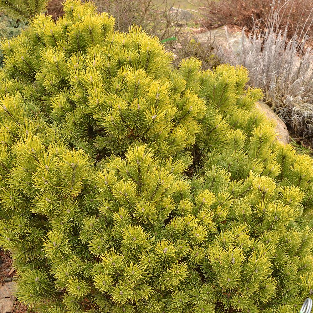 Pin de Munte (Jneapan) Ophir, cu ace aurii