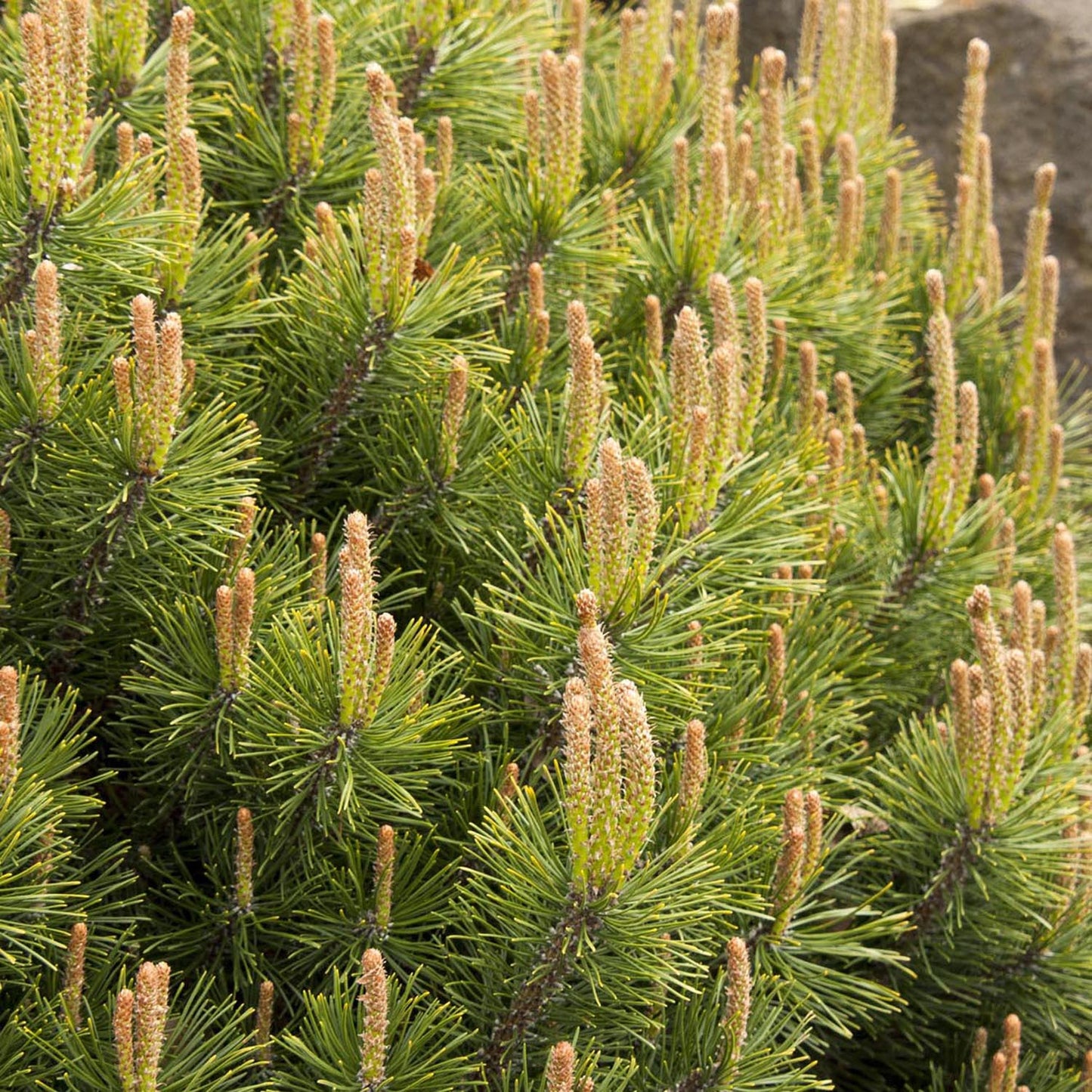 Pin de Munte (Jneapan) Pumilio, cu ace verzi si forma compacta