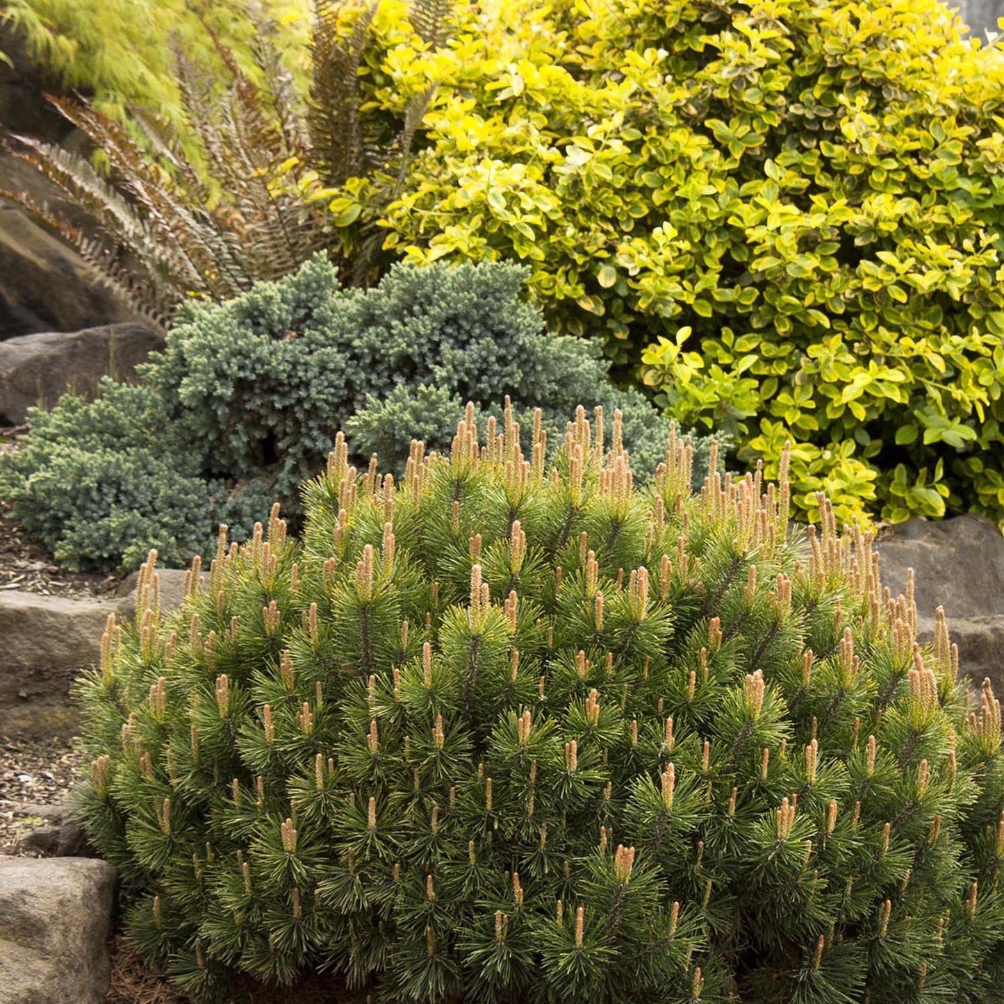 Pin de Munte (Jneapan) Pumilio, cu ace verzi si forma compacta