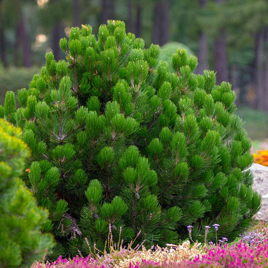 Pin de Munte (Jneapan) Pumilio, cu ace verzi si forma compacta