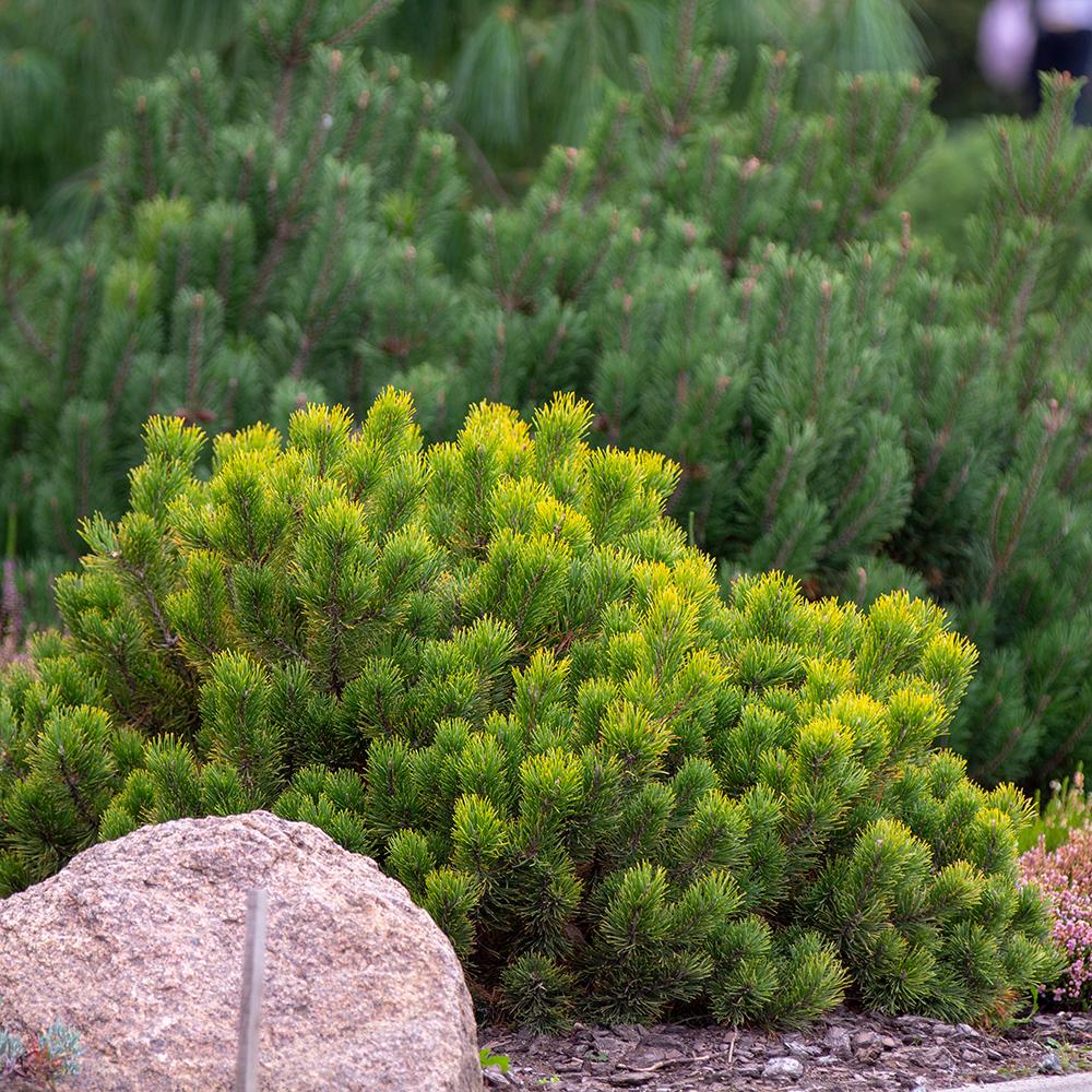 Pin de Munte (Jneapan) Pumilio, cu ace verzi si forma compacta