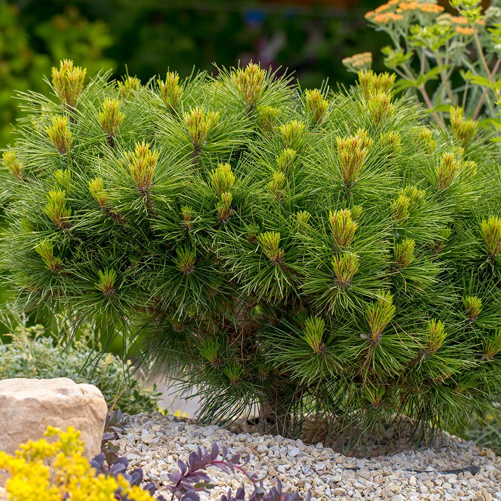Pin de Munte (Jneapan) Pumilio, cu ace verzi si forma compacta
