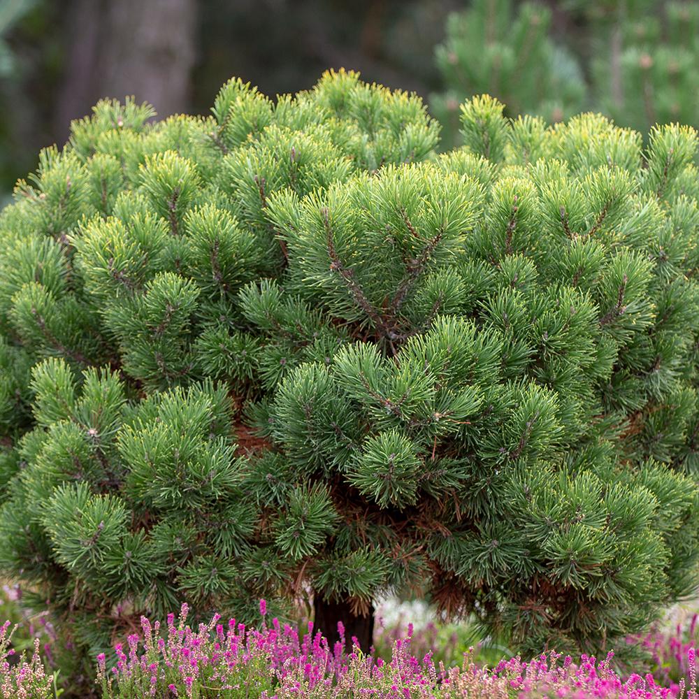 Pin de Munte (Jneapan) Pumilio, cu ace verzi si forma compacta