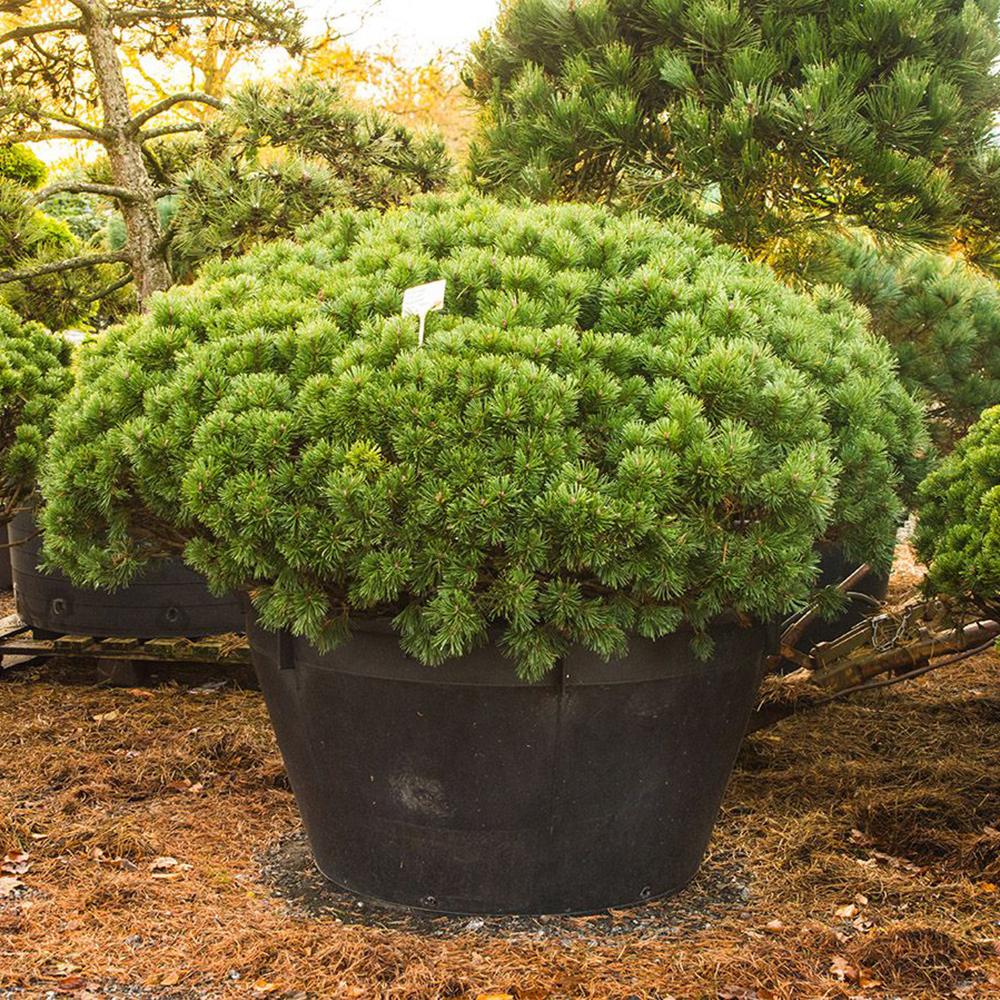 Pin de Munte (Jneapan) Pumuckel