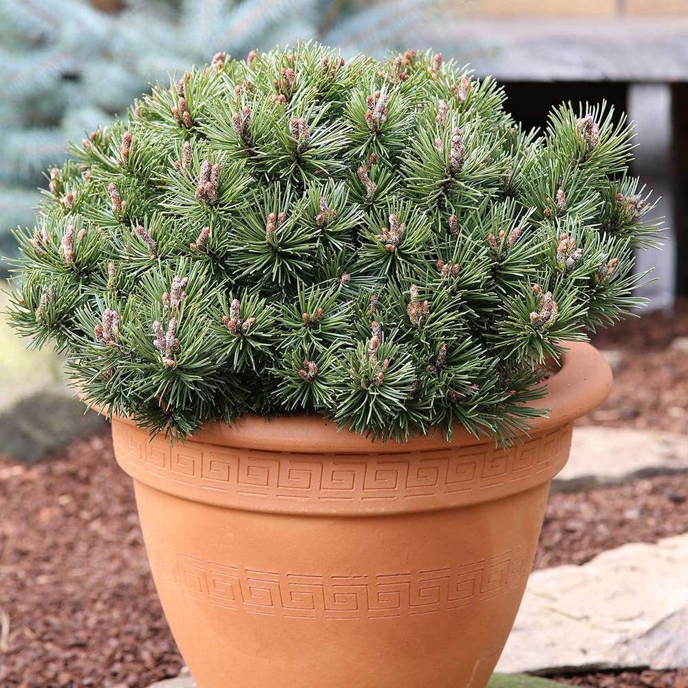 Pin de Munte (Jneapan) Pumuckel