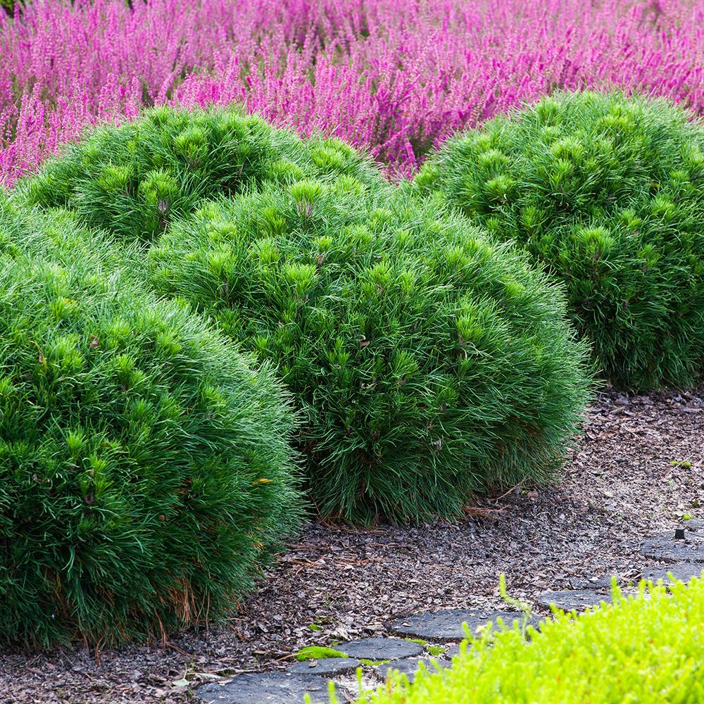 Pin de Munte Globular (Jneapan) Varella, cu ace verzi-inchis si forma sferica