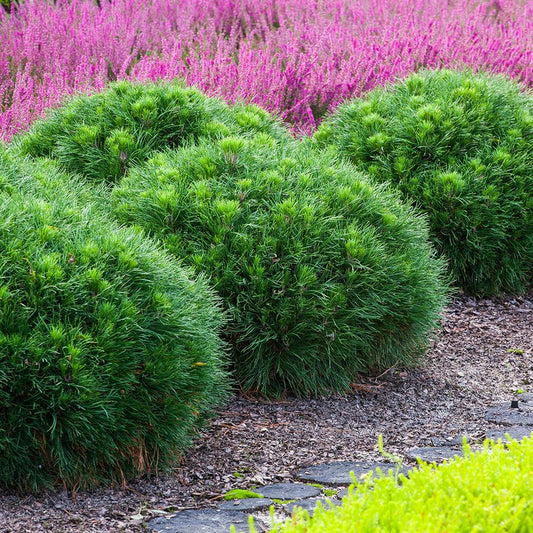 Pin de Munte Globular (Jneapan) Varella, cu ace verzi-inchis si forma sferica
