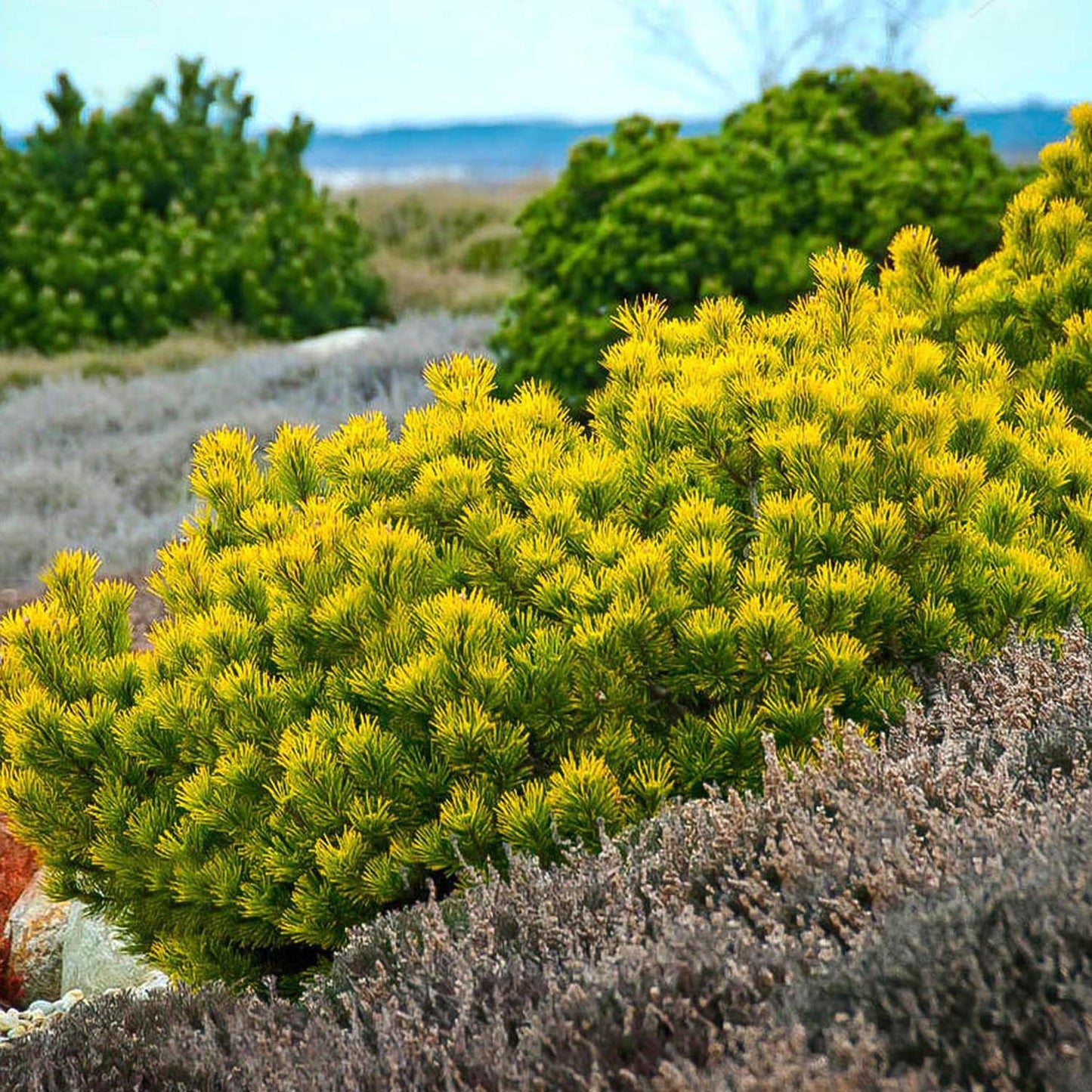 Pin de Munte (Jneapan) Winter Gold, cu ace galbene-auriu