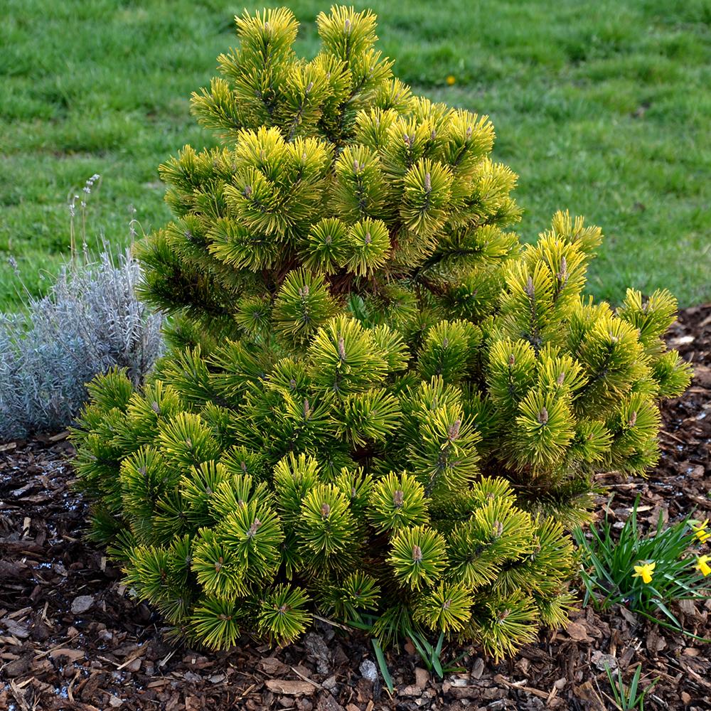 Pin de Munte (Jneapan) Winter Gold, cu ace galbene-auriu