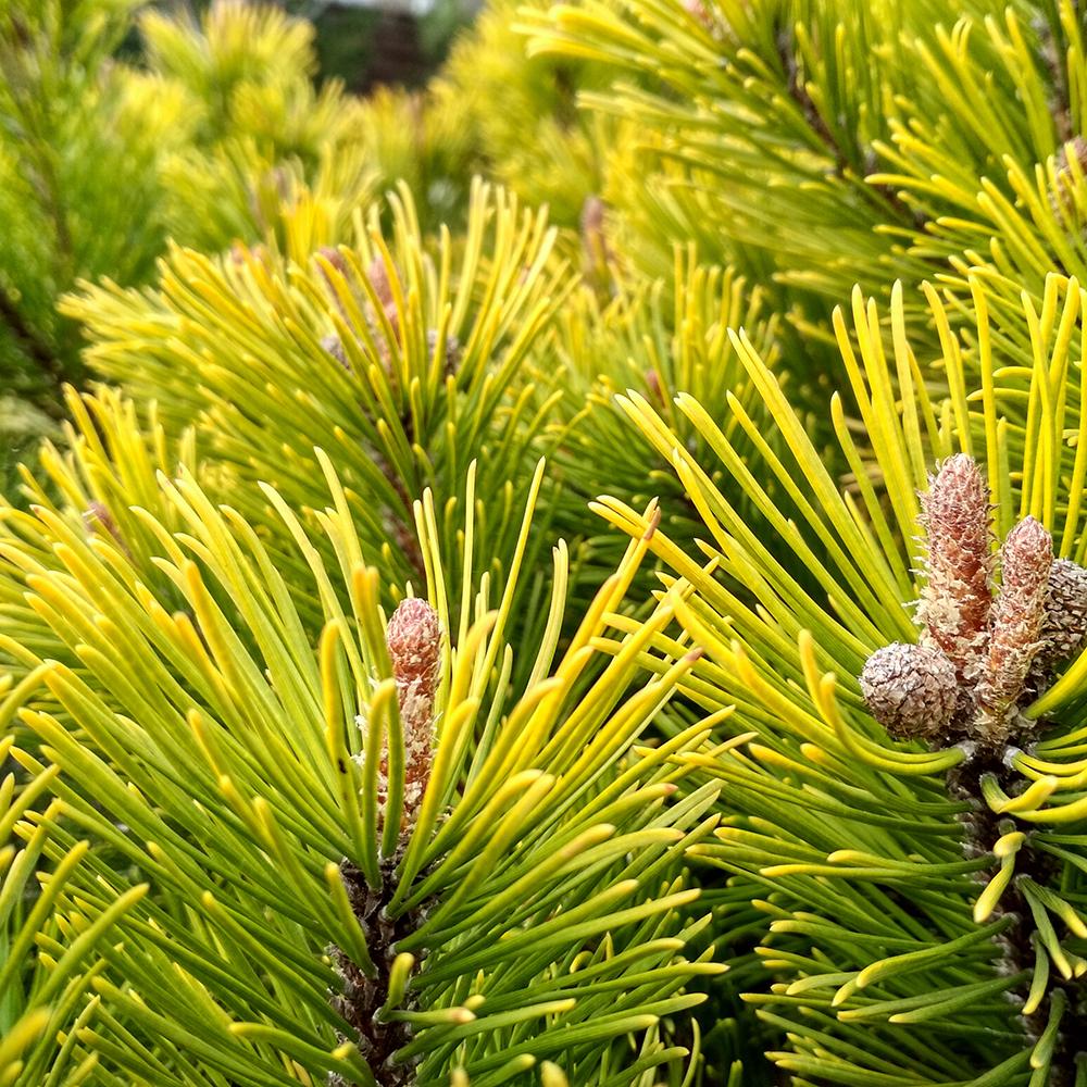 Pin de Munte (Jneapan) Winter Gold, cu ace galbene-auriu