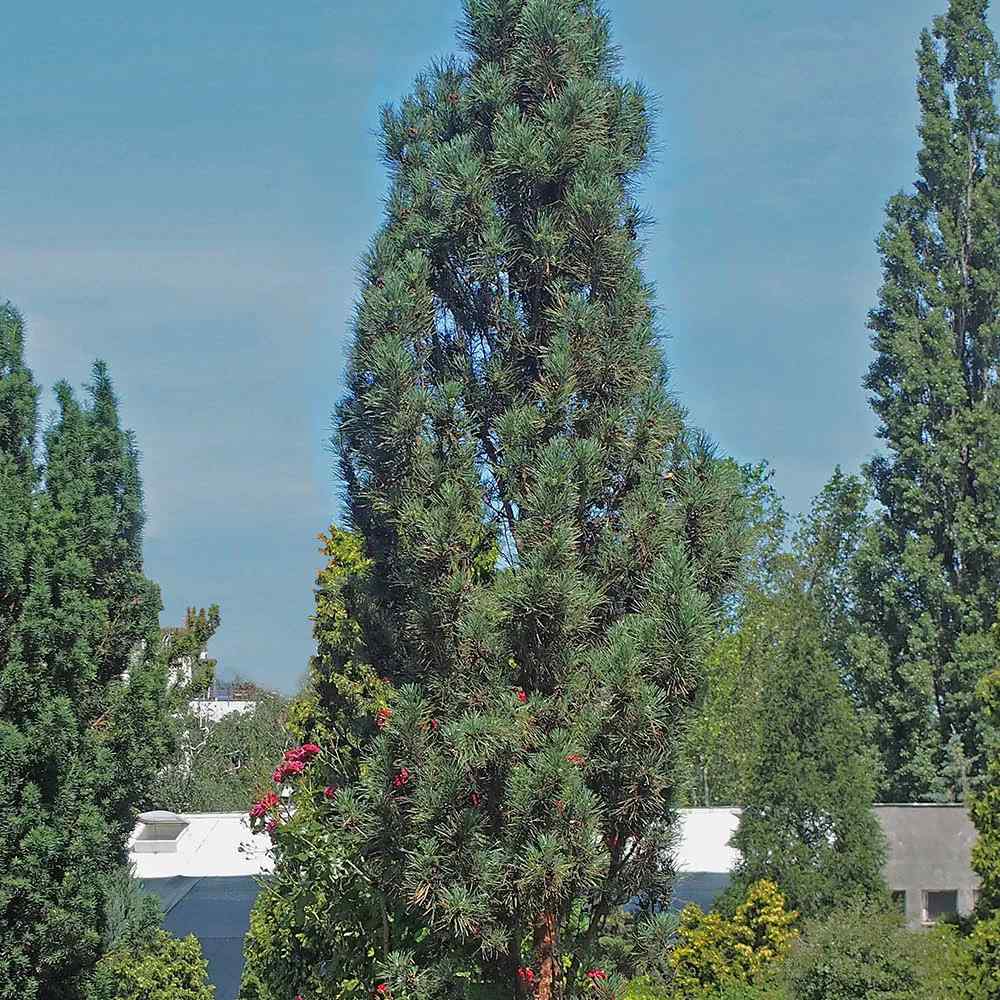 Pin de padure Fastigiata, cu ace verzi