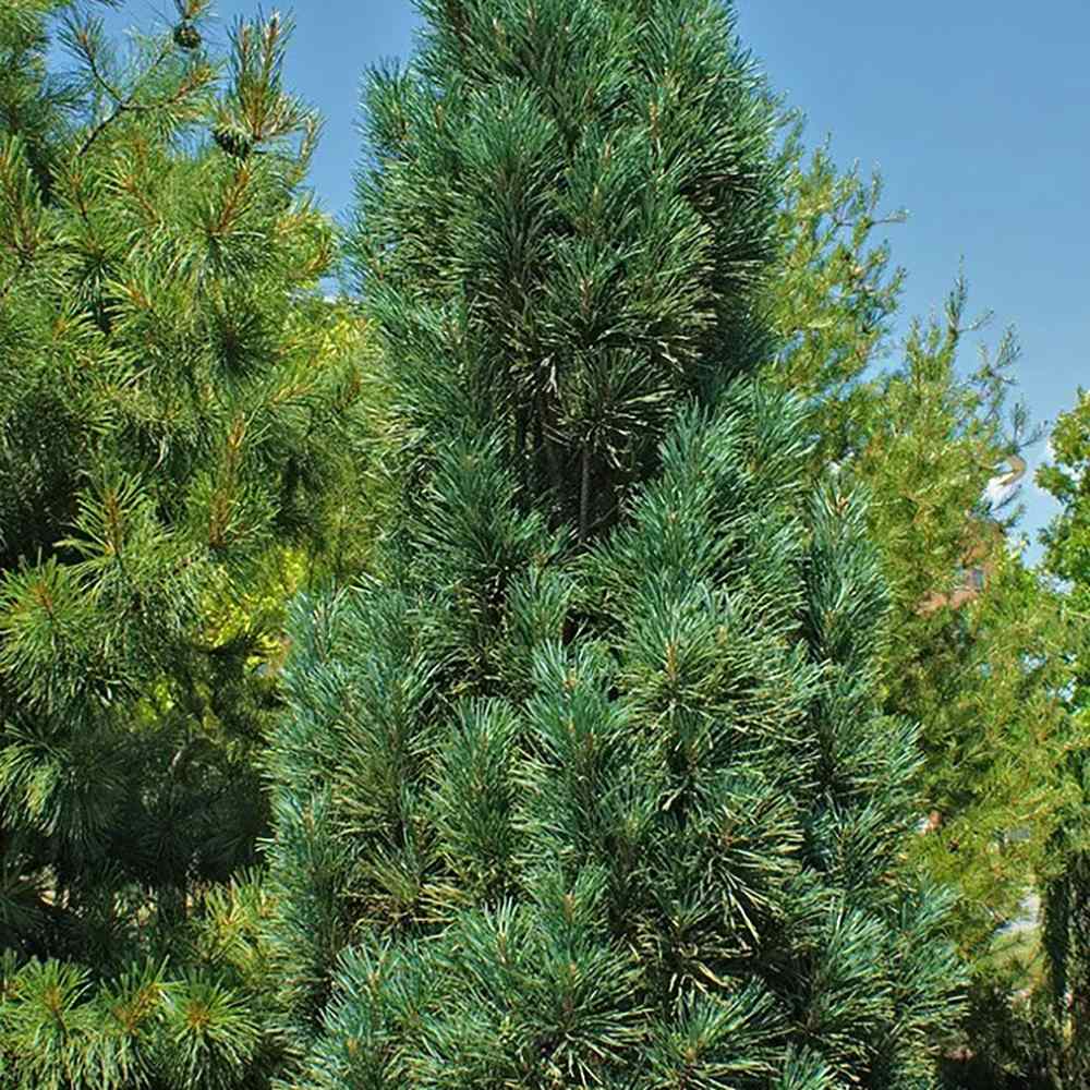 Pin de padure Fastigiata, cu ace verzi