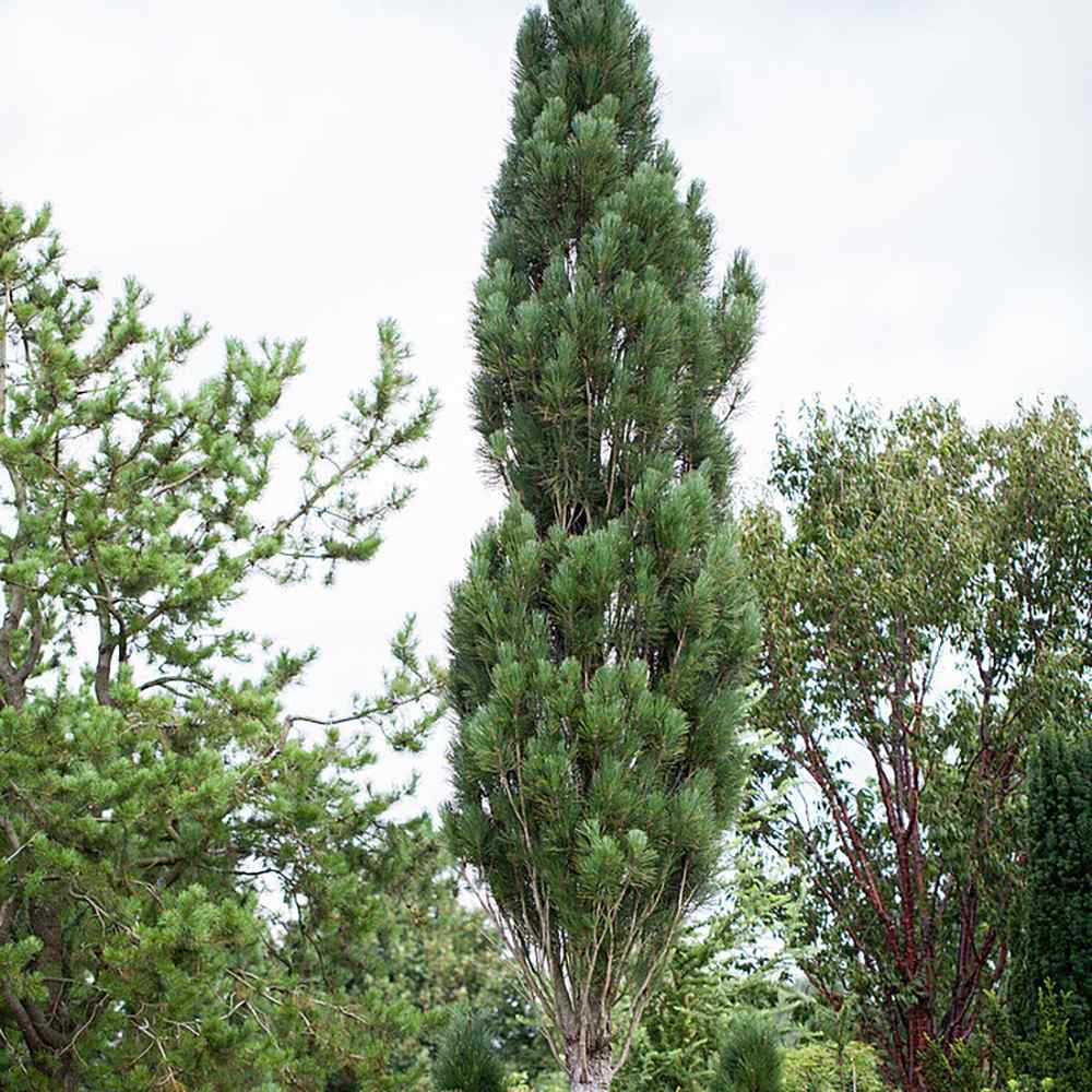 Pin de padure Fastigiata, cu ace verzi