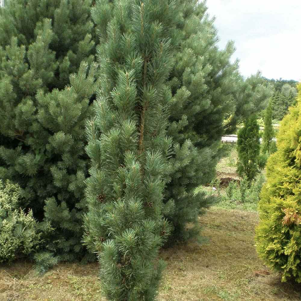 Pin de padure Fastigiata, cu ace verzi