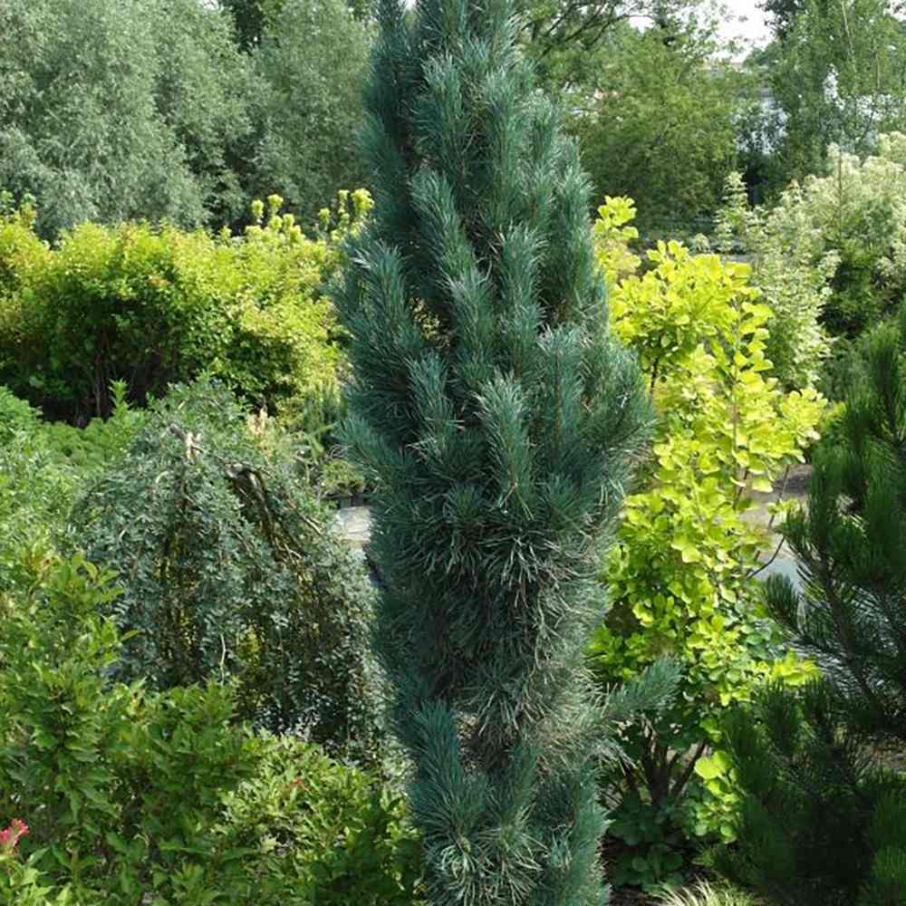 Pin de padure Fastigiata, cu ace verzi