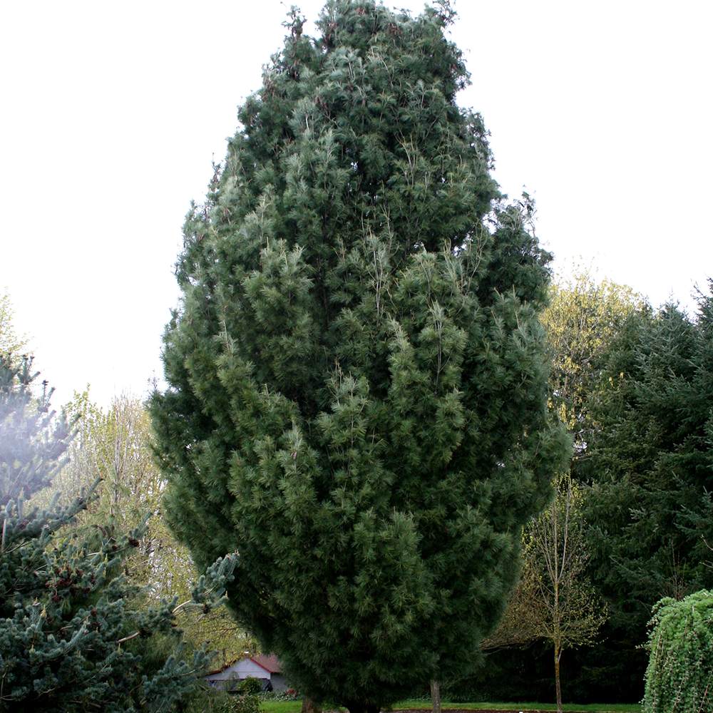 Pin de padure Fastigiata, cu ace verzi