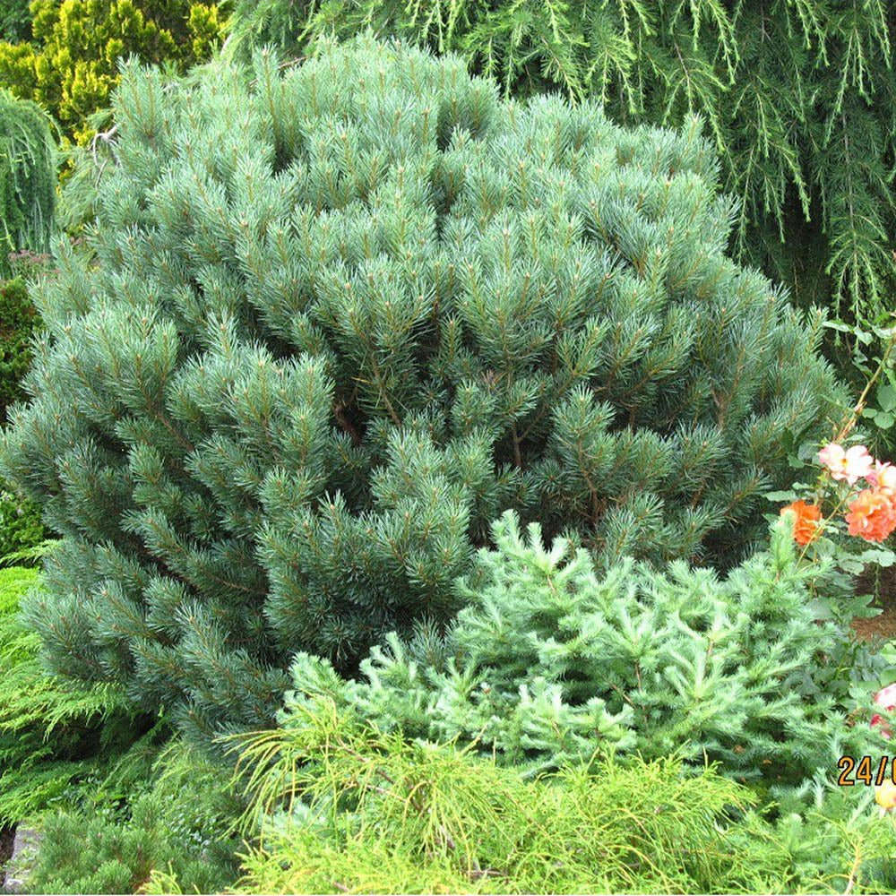 Pin de Padure Watereri Piramidal (Pinus Sylvestris Watereri)
