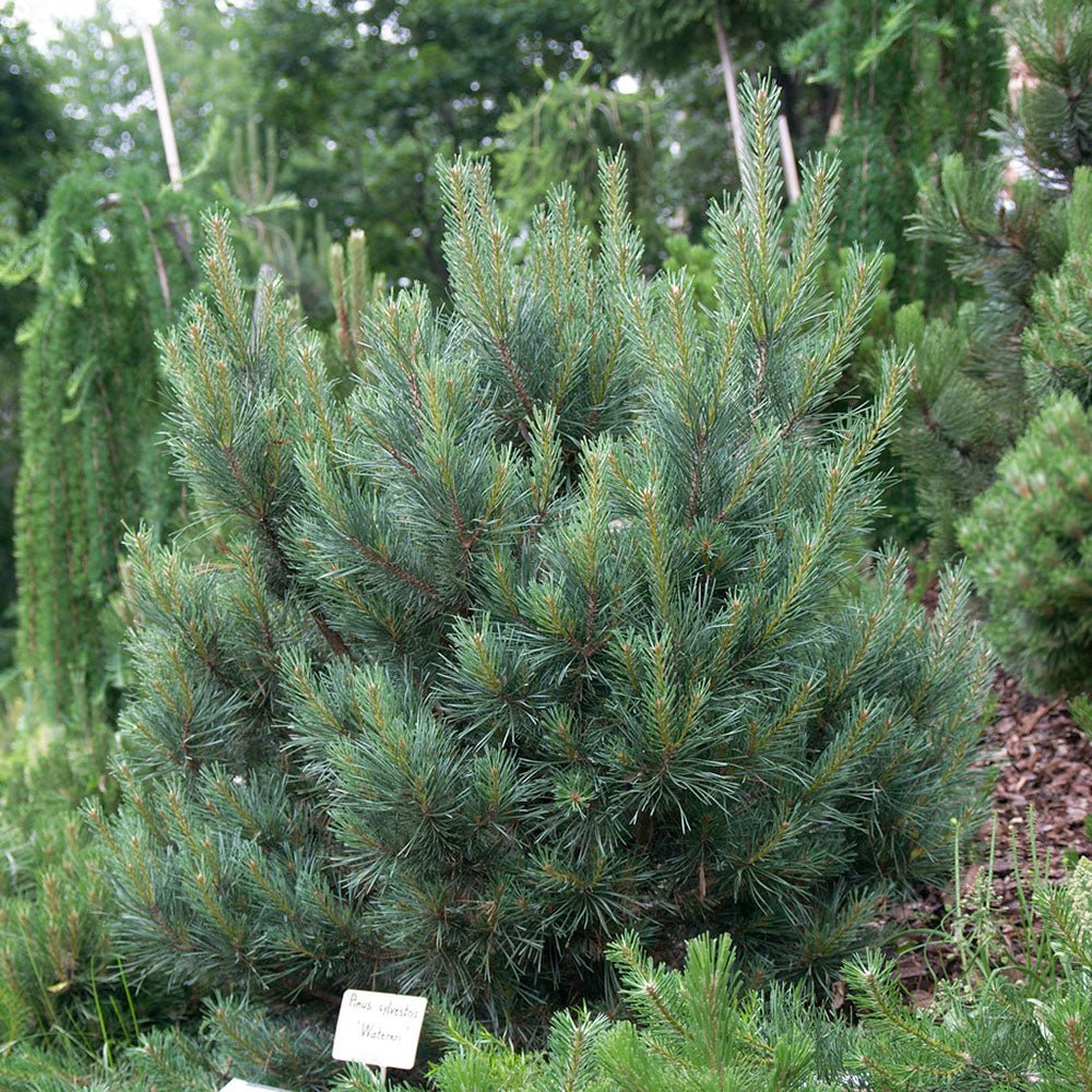 Pin de Padure Watereri Piramidal (Pinus Sylvestris Watereri)